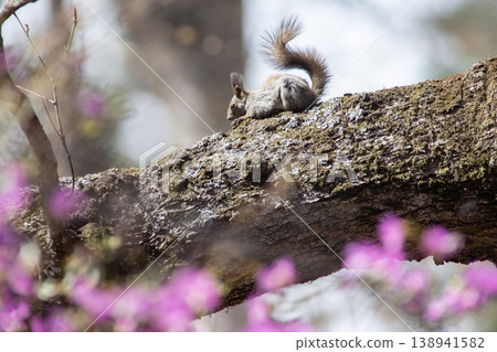 Ezo purple azalea and Ezo squirrel Ezo purple azalea and Ezo squirrel 138941582