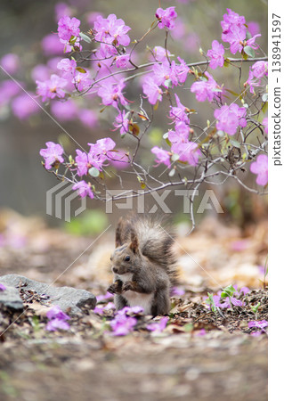 Ezo purple azalea and Ezo squirrel 138941597
