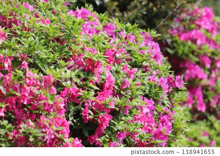A flowering azaleas flower A flowering azaleas flower 138941655