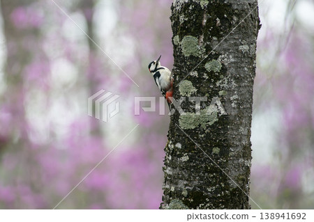Great Spotted Woodpecker in the Early Spring Forest Great Spotted Woodpecker in the Early Spring Forest 138941692