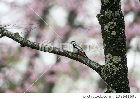 Great Spotted Woodpecker in the Early Spring Forest Great Spotted Woodpecker in the Early Spring Forest 138941693