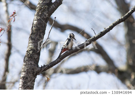 Great Spotted Woodpecker in the Early Spring Forest Great Spotted Woodpecker in the Early Spring Forest 138941694