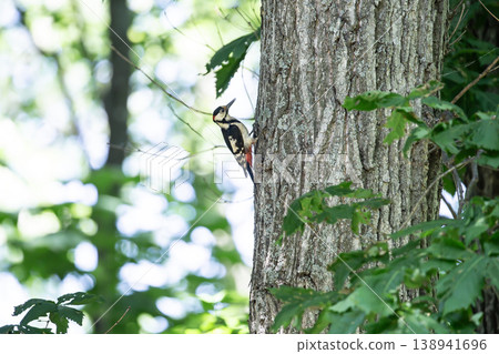 Great Spotted Woodpecker in the Early Spring Forest Great Spotted Woodpecker in the Early Spring Forest 138941696