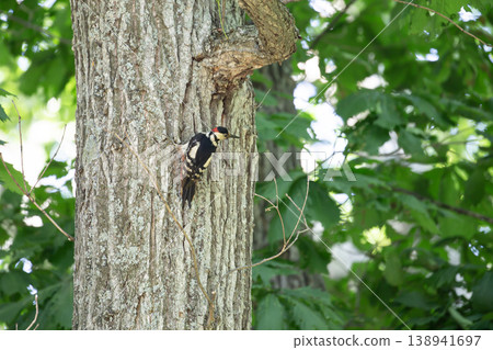 Great Spotted Woodpecker in the Early Spring Forest Great Spotted Woodpecker in the Early Spring Forest 138941697