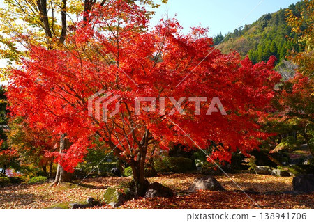 秋葉盛開（楓樹），鮮豔的紅色，以及落葉滿地的景象。 138941706