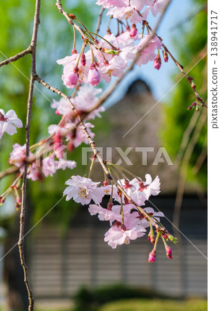 Cherry blossoms and thatched roof Cherry blossoms and thatched roof 138941717