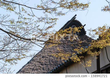 Young leaves and thatched roof Young leaves and thatched roof 138941721