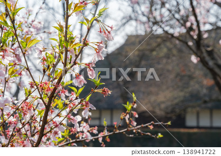 Cherry blossoms and a thief roof Cherry blossoms and a thief roof 138941722