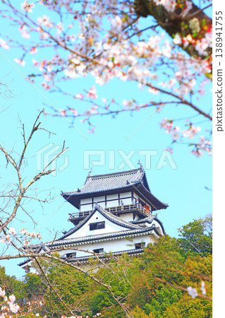 Inuyama Castle and cherry blossoms in Inuyama City, Aichi Prefecture. Inuyama Castle and cherry blossoms in Inuyama City, Aichi Prefecture. 138941755