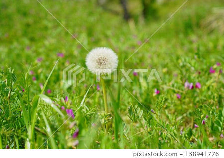 Dandelion fluff standing in a spring field Dandelion fluff standing in a spring field 138941776