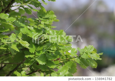 Oak leaves shining in the fresh green foliage Oak leaves shining in the fresh green foliage 138941782