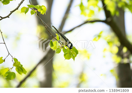 Fresh greenery and great tits Fresh greenery and great tits 138941809