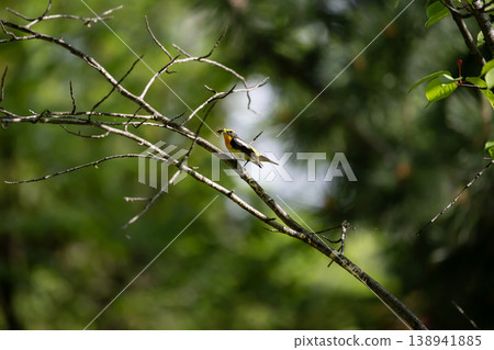 Fresh green and mildew Fresh green and mildew 138941885