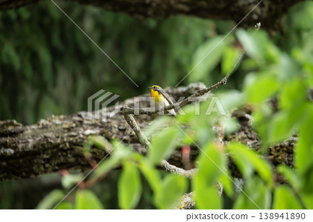 Fresh green and mildew 138941890