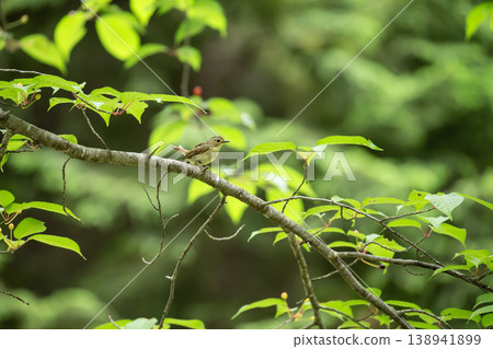 Fresh green and mildew Fresh green and mildew 138941899