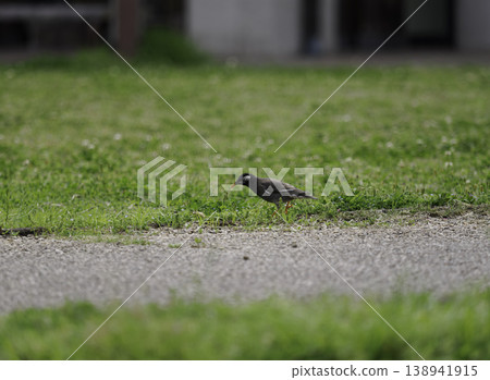 A wild bird (starling) foraging for food on the grass in a park in spring. 138941915