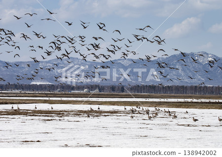 Greater White-fronted Geese landed in the fields 138942002