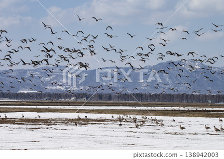 Greater White-fronted Geese landed in the fields 138942003