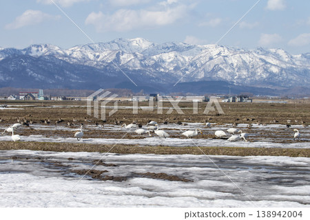 Greater White-fronted Geese landed in the fields 138942004