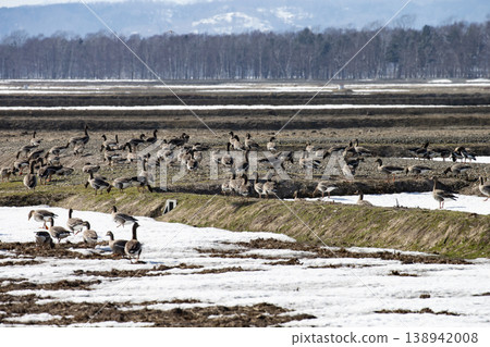 Greater White-fronted Geese landed in the fields 138942008