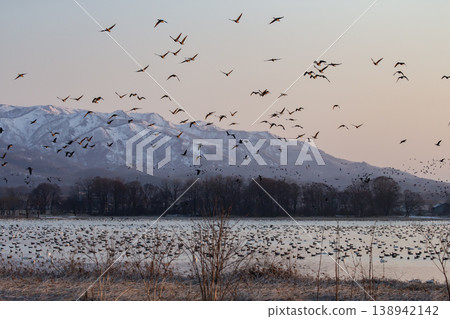 A flock of Greater White-fronted Geese waiting for dawn A flock of Greater White-fronted Geese waiting for dawn 138942142