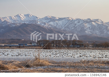 A flock of Greater White-fronted Geese waiting for dawn A flock of Greater White-fronted Geese waiting for dawn 138942146