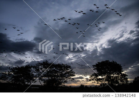 A flock of Greater White-fronted Geese waiting for dawn 138942148