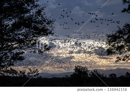 A flock of Greater White-fronted Geese waiting for dawn A flock of Greater White-fronted Geese waiting for dawn 138942158