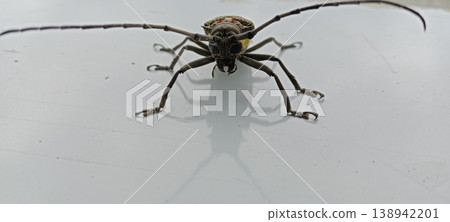 Long-horned beetle background on the floor 138942201