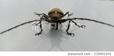 Long-horned beetle background on the floor Long-horned beetle background on the floor 138942202