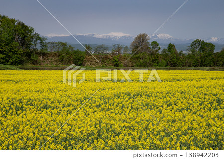 Rape of the rape flower 138942203