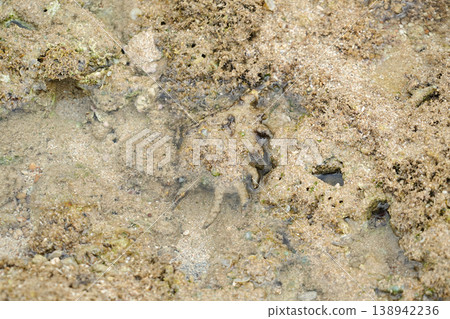 Okinawa Prefecture, Iriomote Island, Spider Shell Okinawa Prefecture, Iriomote Island, Spider Shell 138942236