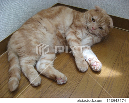 一隻虎斑貓躺著 一隻虎斑貓躺著 138942274
