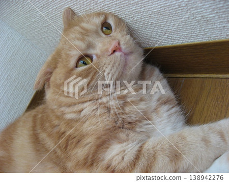Brown tea cat looking up Brown tea cat looking up 138942276