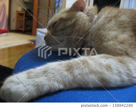 A tabby cat taking a nap A tabby cat taking a nap 138942280