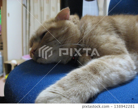 A tabby cat that sleeps well A tabby cat that sleeps well 138942281