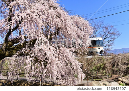 The Limited Express Shinano train emerges from between the branches of weeping cherry trees under a blue sky. The Limited Express Shinano train emerges from between the branches of weeping cherry trees under a blue sky. 138942307