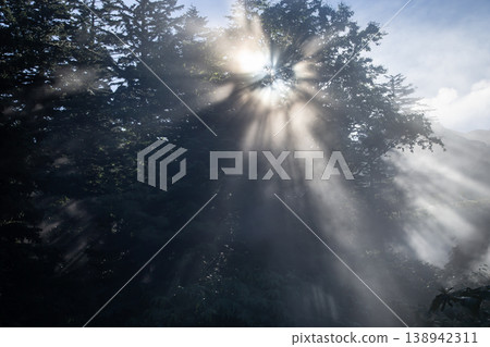 Rays of light illuminating the forest Rays of light illuminating the forest 138942311