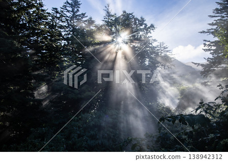Rays of light illuminating the forest 138942312