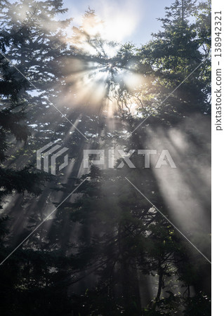 Rays of light illuminating the forest Rays of light illuminating the forest 138942321
