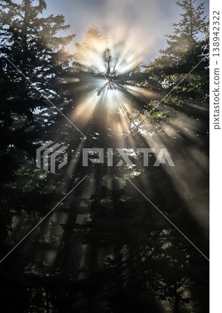 Rays of light illuminating the forest Rays of light illuminating the forest 138942322