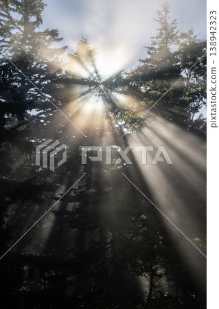 Rays of light illuminating the forest Rays of light illuminating the forest 138942323