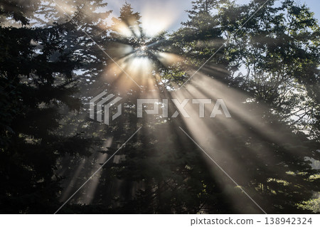 Rays of light illuminating the forest Rays of light illuminating the forest 138942324