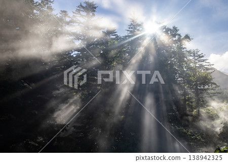 Rays of light illuminating the forest Rays of light illuminating the forest 138942325