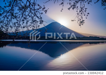 (靜岡縣)狸湖:日出時分湖岸櫻花盛開,富士山巍峨聳立 (靜岡縣)狸湖:日出時分湖岸櫻花盛開,富士山巍峨聳立 138942412