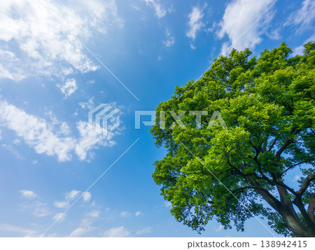 樹木和藍天 樹木和藍天 138942415