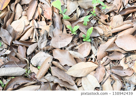 Dry leaf brown leaf ground cover forest floor natural texture autumn foliage green sprout nature background with dry leaf Dry leaf brown leaf ground cover forest floor natural texture autumn foliage green sprout nature background with dry leaf 138942439