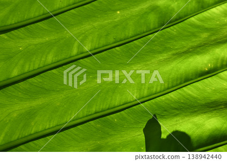 Green leaf texture tropical leaf pattern nature background botanical detail sunlight shadow abstract natural design lush 138942440