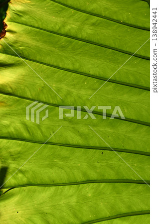 Green leaf texture pattern nature tropical background macro green leaf texture pattern nature tropical background macro detail Green leaf texture pattern nature tropical background macro green leaf texture pattern nature tropical background macro detail 138942441