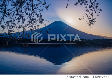 (Shizuoka Prefecture) Lake Tanuki: Cherry blossoms by the lake and Mount Fuji before sunrise 138942458